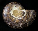 Sliced Phylloceras Ammonite (Half) - #23211-1